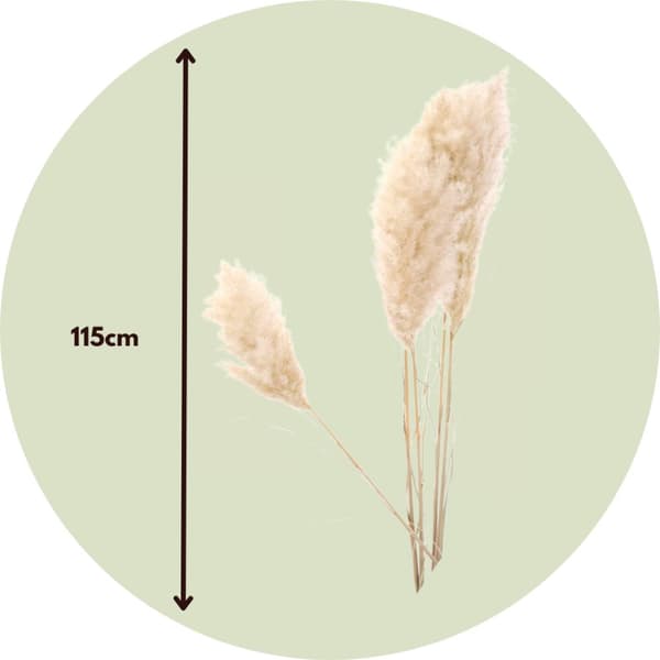 Tørrede blomster - Sæt med 5 - Dryflower 'Cortaderia Plum' - Tørre blomster