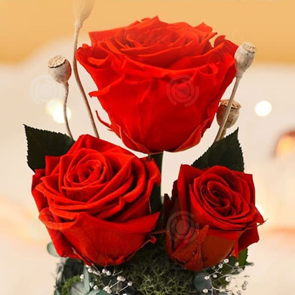 INN® Torkade rosor Glasskydd Presentask Praktisk Festival Alla hjärtans dag present Eviga blommor Färdiga produkter