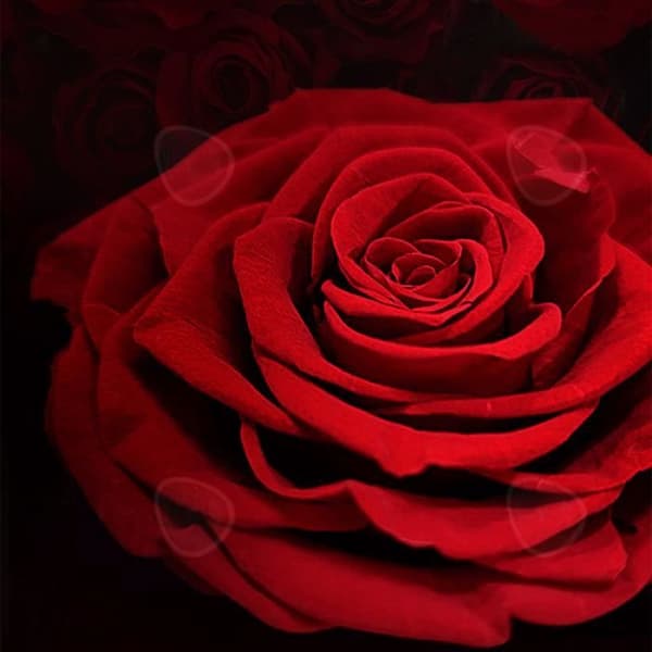 CONFO® Single Eternal Flower 6-7cm Rose Head Blommapresent Alla hjärtans dag present Röd Rose Eternal Flower Blommapresent