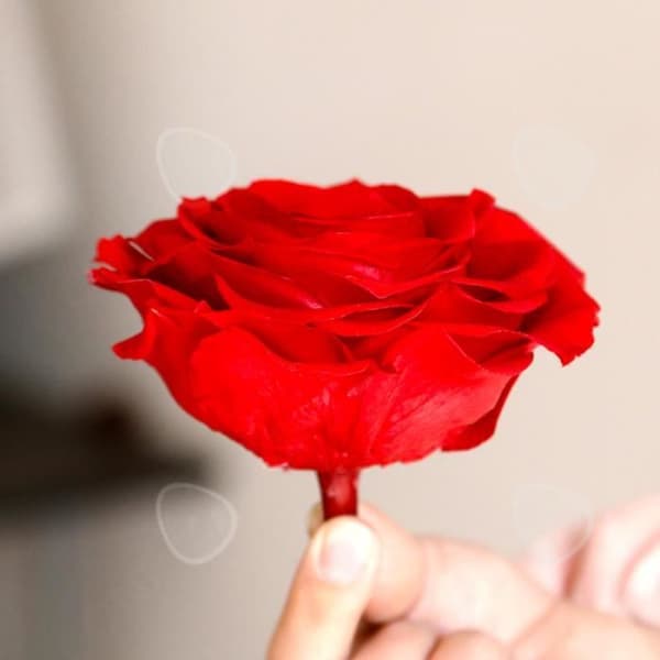 CONFO® Single Eternal Flower 6-7cm Rose Head Blommapresent Alla hjärtans dag present Röd Rose Eternal Flower Blommapresent
