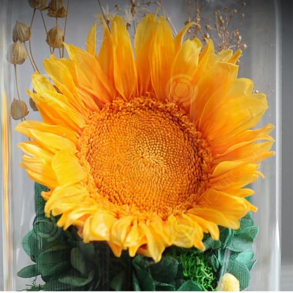 INN® solrosglasskydd, äkta odödlig blomma, färdig produkt, födelsedags- och alla hjärtans dag-presentprydnader