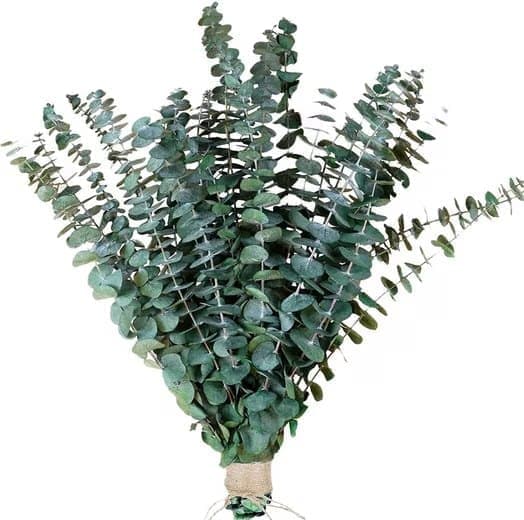 Keinotekoinen kukkakimppu Eukalyptus kuivattu 43 cm - 20kpl-Luonnolliset kuivatut kukat häihin ja kodin sisustukseen
