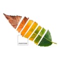 Miniatyrbild 2 av 4: Påslakan Leaf Pantone - UK dubbelsäng (220 x 220 cm)
