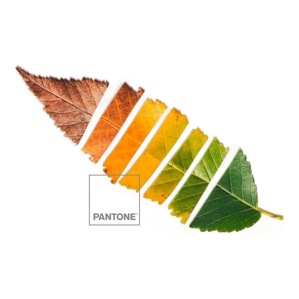 Påslakan Leaf Pantone - UK dubbelsäng (220 x 220 cm)