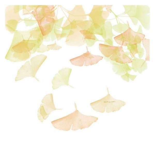 Nordisk cover Devota & Lomba Rai - UK dobbeltseng (220 x 220 cm)