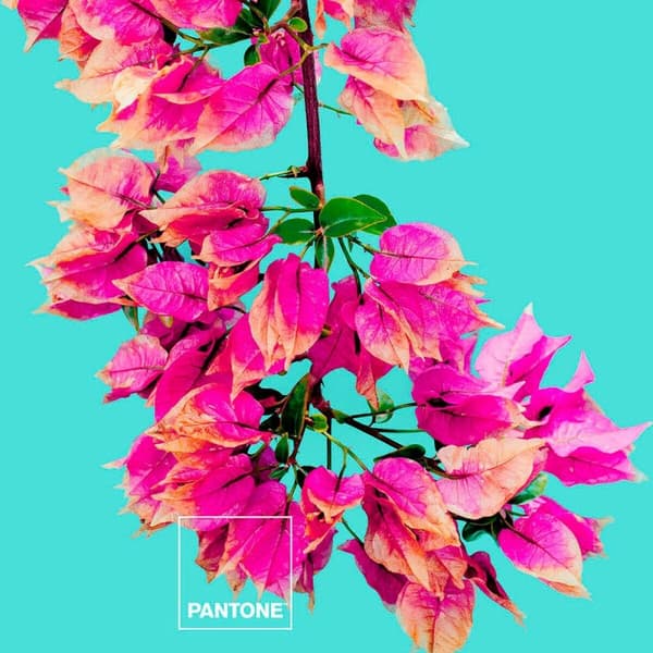 Nordisk cover Bugnavilla Pantone - Enkeltseng (150 x 220 cm)