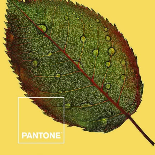 Pussilakana Nature Pantone - Sänky 150 (240 x 220 cm)