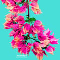 Pikkukuva 3 / 4: Pussilakana Bugnavilla Pantone - Sänky 90 (150 x 220 cm)