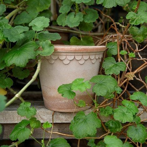 Kruka Köpenhamn Rosa Rosa Ø: 14 cm