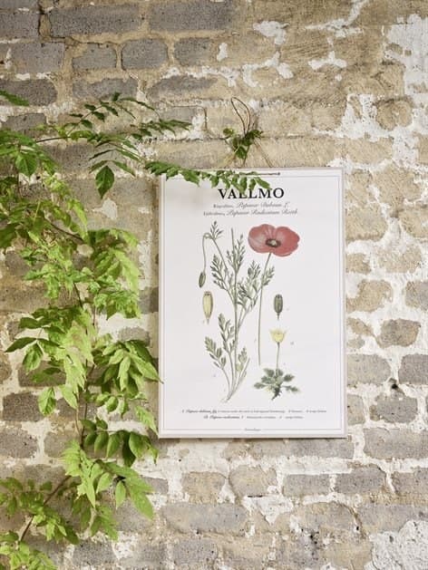 Poster Poppy