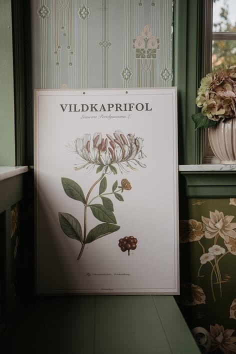 Poster Honeysuckle