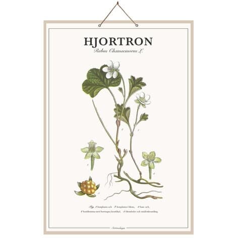 Skolplansch Hjortron
