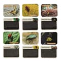 Miniatyrbild 5 av 10: Pedagogisk vetenskapsuppsättning - arkeologisk utgrävning av insekter i bärnsten