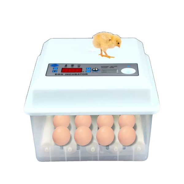 Ägginkubator, Automatisk Äggvändare, Stor Kapacitet