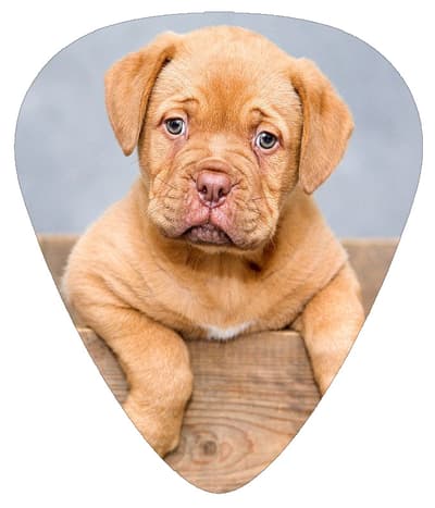 Plektrum - Hundvalp - 10-pack