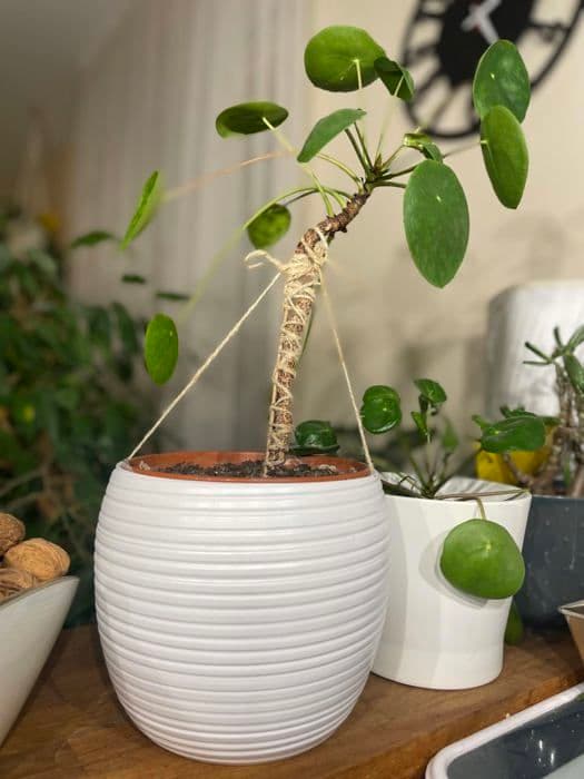 Utrustning för underhåll av handverktyg - Gardenix produkt för underhåll av handverktyg - G/JUTESTRING4/1000/140m