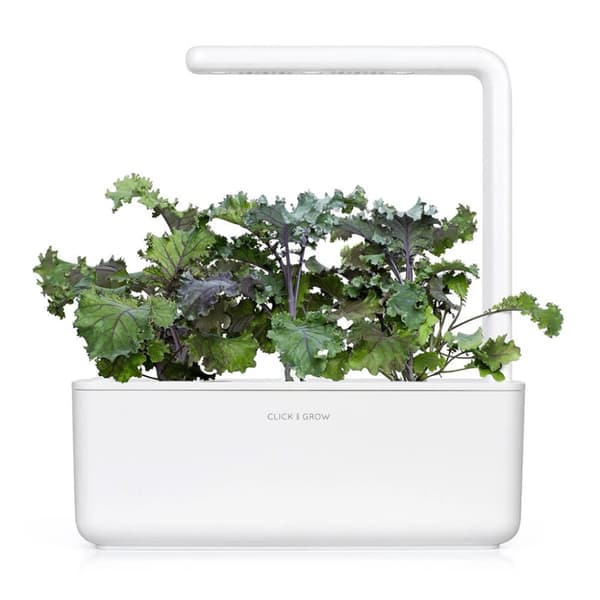 Click and Grow Smart Garden Refill 3-pack - Rødkål