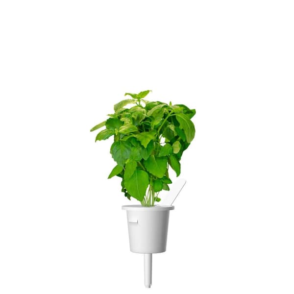 Click and Grow Smart Garden Refill 3-pack - Kanelbasilika