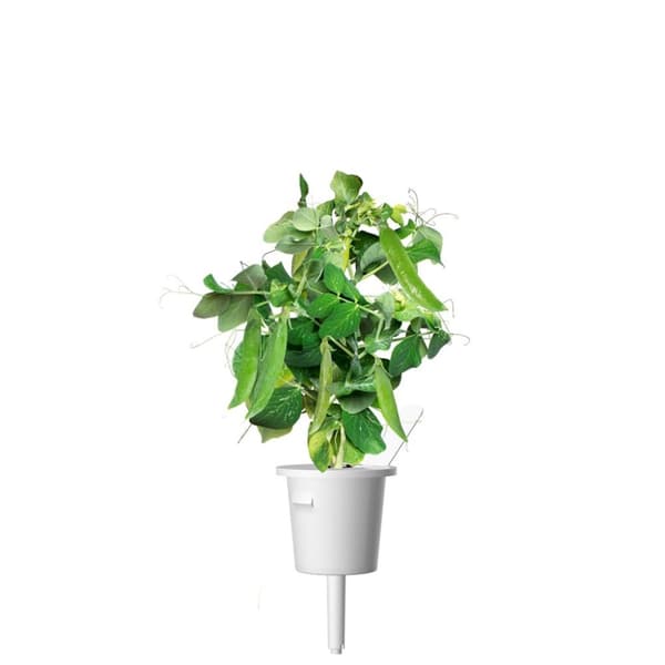 Click and Grow Smart Garden Refill 3 kpl - Lillherne