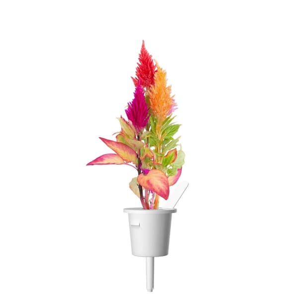 Click and Grow Smart Garden Refill 3-pack - Plymört