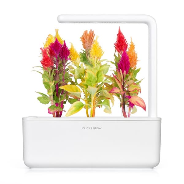 Click and Grow Smart Garden Refill 3-pack - Plymört