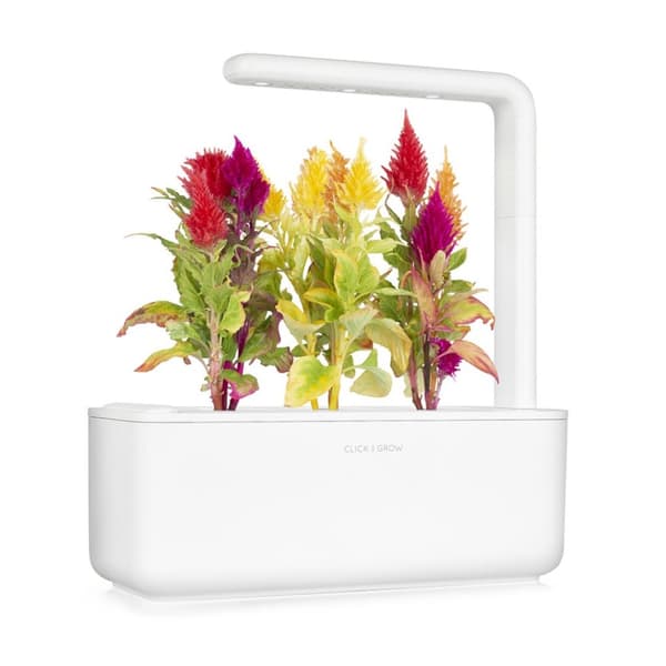 Click and Grow Smart Garden Refill 3-pack - Plymört