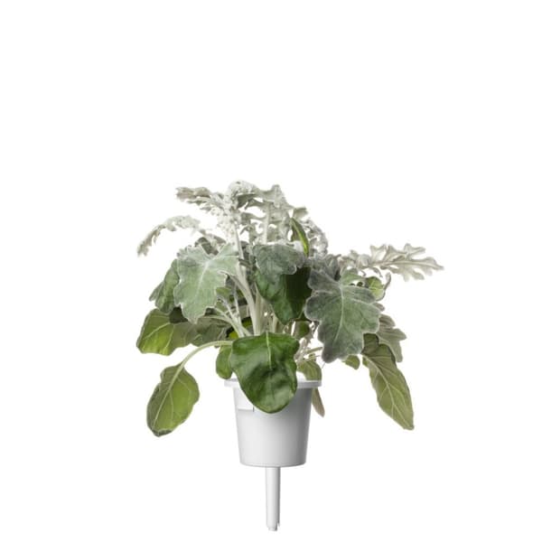 Click and Grow Smart Garden Refill 3-pack - Sølvgrå