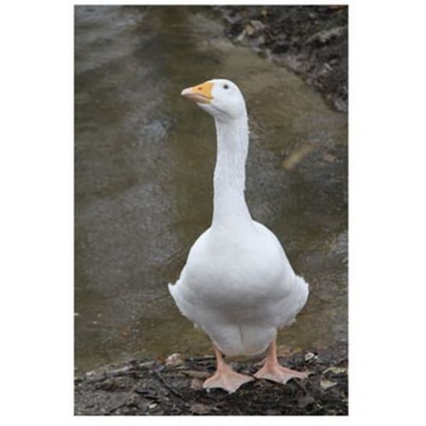 Kevin Milner Goose Countryside Greetings Card White/Brown One Size
