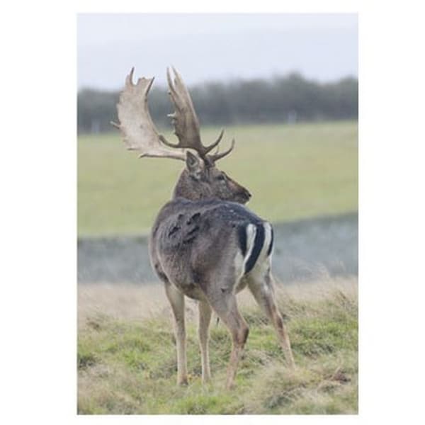 Kevin Milner Fallow Deer Countryside Greetings Card Multicoloured One Size