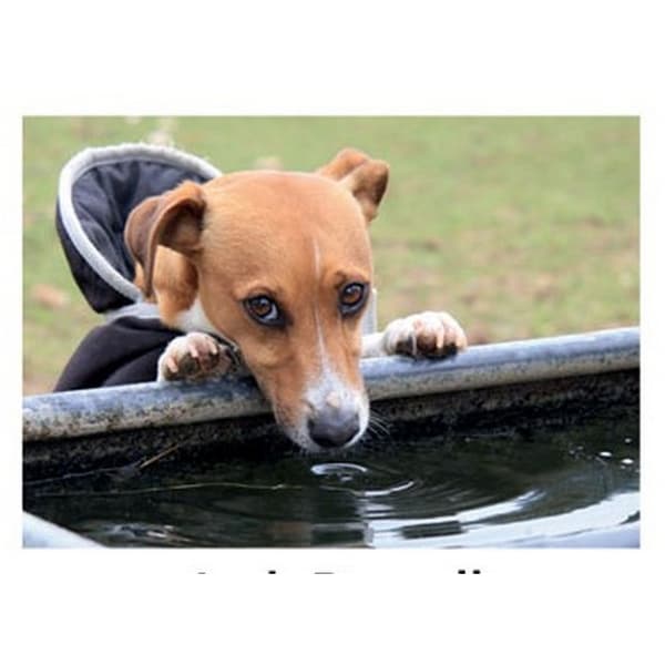 Kevin Milner Jack Russell Countryside Greetings Card Multicoloured One Size