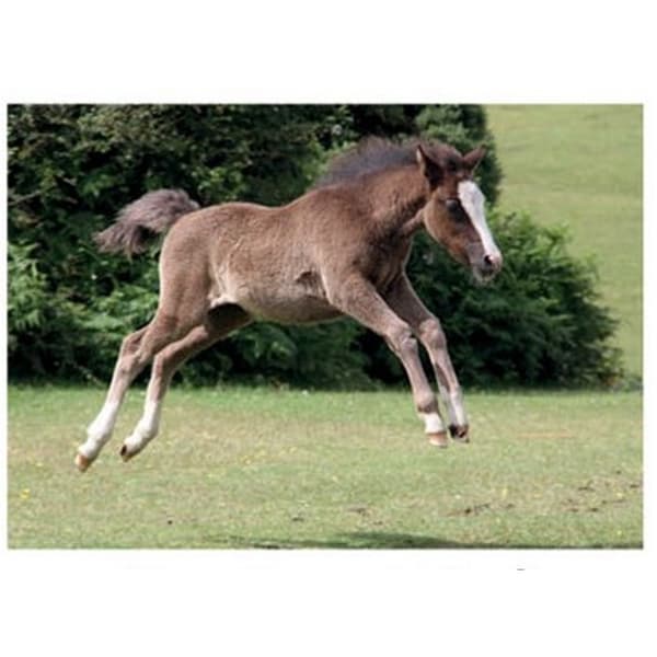 Kevin Milner New Forest Foal Countryside Hälsningskort Green/Brown One Size