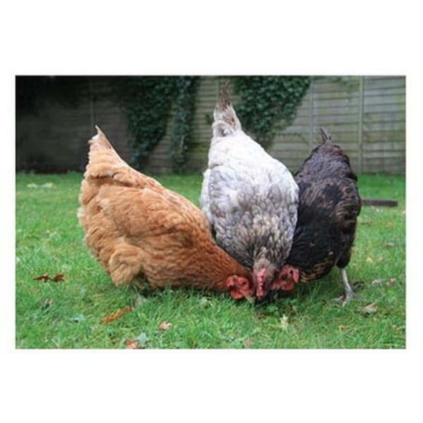 Kevin Milner Happy Chickens Countryside Hälsningskort