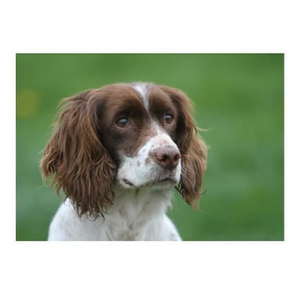 Kevin Milner Cocker Spaniel Countryside Lykønskningskort Green/Brown/White One Size