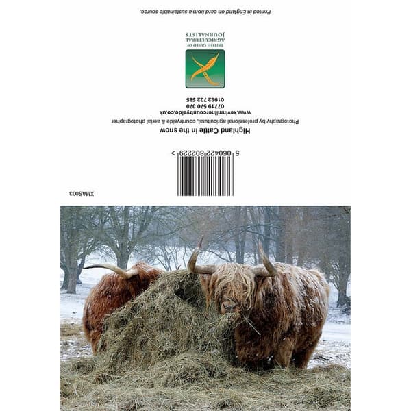 Kevin Milner Highland Cattle In The Snow Christmas Card Multicoloured One Size
