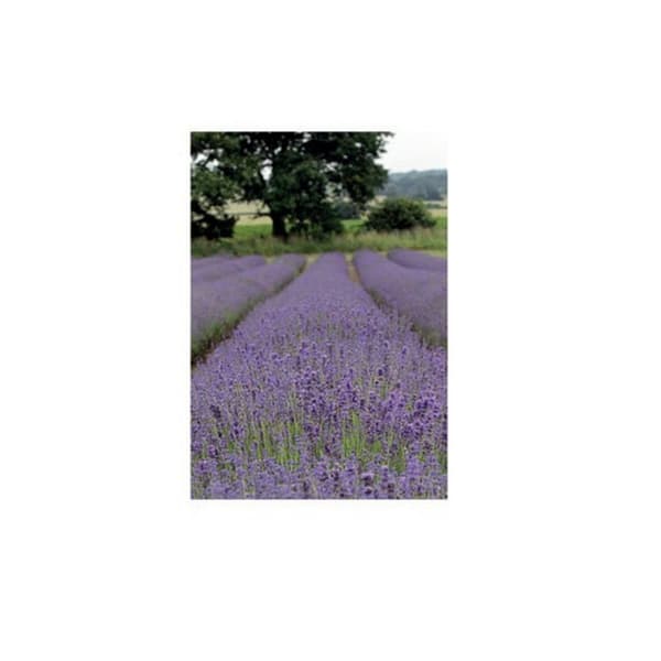Kevin Milner Lavender Countryside Greetings Card