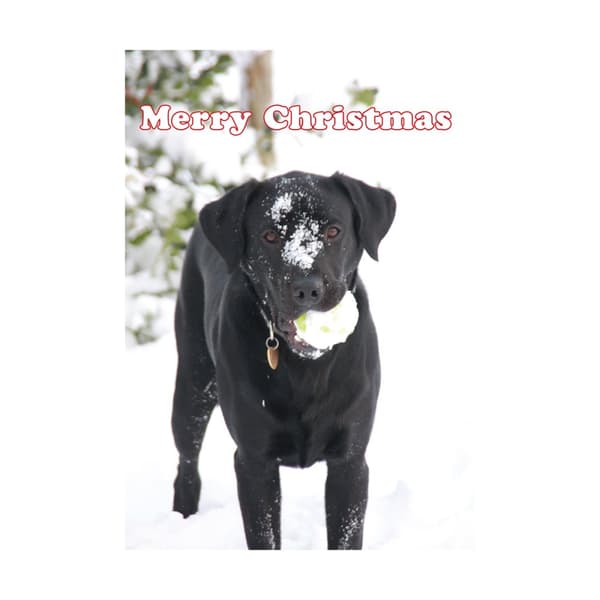 Kevin Milner Labrador i sneen julekort White/Black/Green One Size