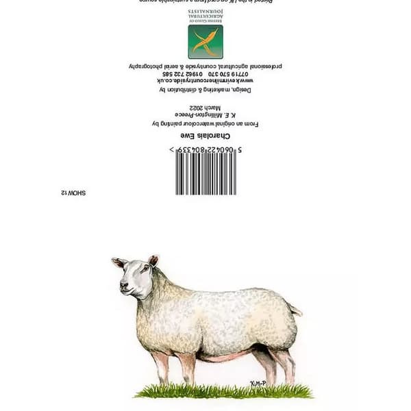 Kevin Milner Countryside Charolais Ewe Greetings Card White/Green One Size
