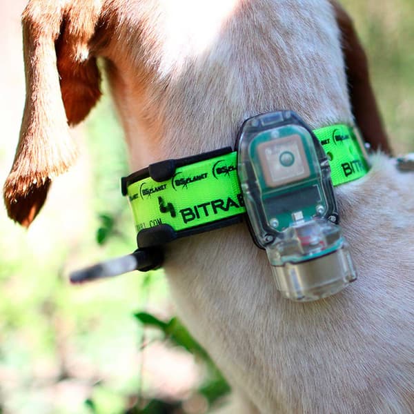 Bitrabi Mito 5100 Gps Hundehalsbånd