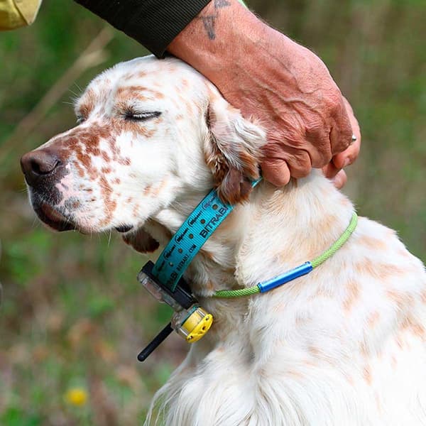 Bitrabi Mito 5100 Gps Hundehalsbånd