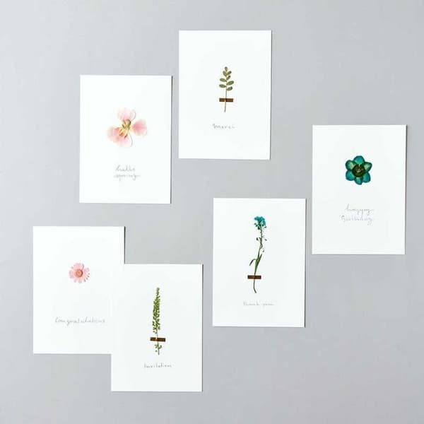 Pressade blommor - Nejlika - 5 till 7,5 cm - Set om 6 - Dekorativ trend