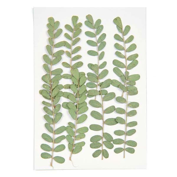 Pressade blommor - Nejlika - 5 till 7,5 cm - Set om 6 - Dekorativ trend