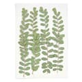 Miniatyrbild 2 av 4: Pressade blommor - Nejlika - 5 till 7,5 cm - Set om 6 - Dekorativ trend
