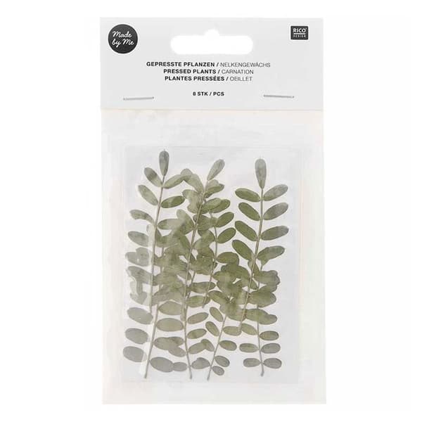 Pressade blommor - Nejlika - 5 till 7,5 cm - Set om 6 - Dekorativ trend
