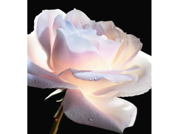 Christian Dior, Prestige La Micro-Huile De Rose, Repairing, Serum, For Face, 75 ml For Women