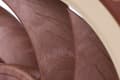 Miniatyrbild 7 av 7: Noctua NF A12x25 5V PWM Datorfodral Fläkt 12 cm Beige, Röd