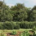 Miniatyrbilde 6 av 6: vidaXL Nettinggjerde med flens antrasitt 1,8x25 m