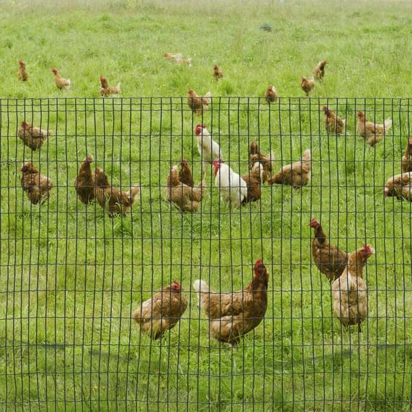 Rootz Chain Link Hegn - Trådnet Hundehegn - Fjerkræhegn - Fjerkræhegn - Hønsehegn - Hyrdehegn - Trådnet Havehegn - Voliere Trådhegn - Stål - Mørkegrøn