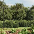 Pikkukuva 2 / 6: Aitapaneelit - Living Verkkoaita maapiikeillä antrasiitti 1,6x25 m