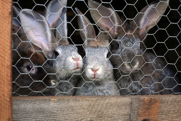 160 m Sekskantet net Kyllingehegn Kanintråd Kaningitter Haretråd 50 cm