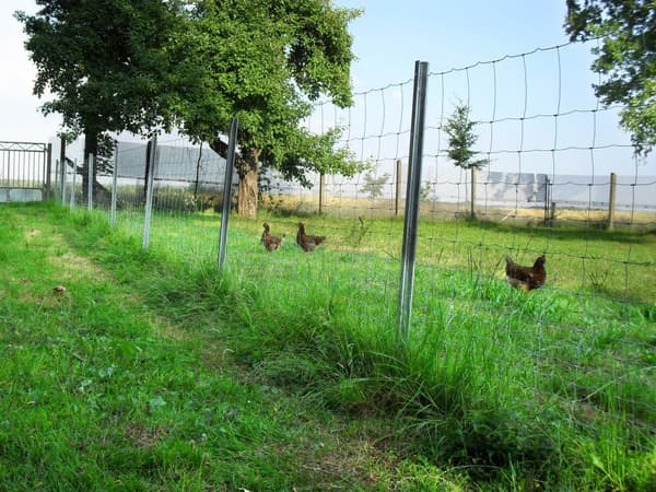 100 m Viltstängsel Skogsstängsel Knuten stängsel Fältstängsel Vajerstängsel 100/8/15L